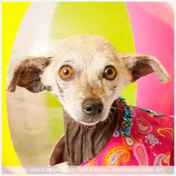 Laverne, Chihuahua Mix