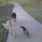 LAverne on a walk!