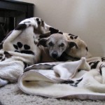 Laverne all snuggled up