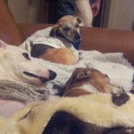 Laverne and friends
