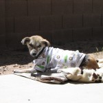 Laverne enjoying some sun