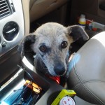 Laverne headed to foster