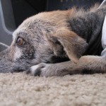 Laverne relaxing