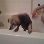 Laverne's bathtime in foster