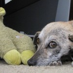 Laverne's funny face