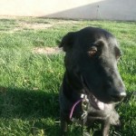 Misty, Labrador Mix