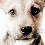 Timber, Shepherd Mix