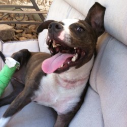 Venicia, Pit Bull Mix