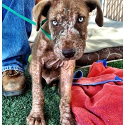 Chopper, Lab Mix