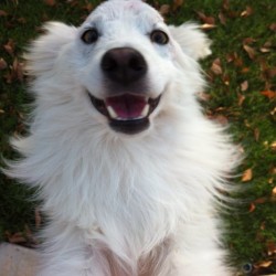 Perry, American Eskimo Mix