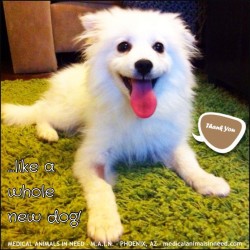 Huck, Spitz Puppy