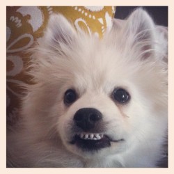 Huck, Spitz Puppy