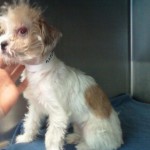 Madelyn, Parson Russell Terrier Mix