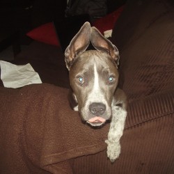 Maisey, Pit Bull Terrier Mix