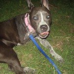 Maisey, Pit Bull Terrier Mix