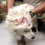 Perry, American Eskimo Mix