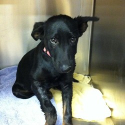 Ramona, Shepherd Mix Puppy