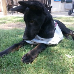 Ramona, Shepherd Mix Puppy