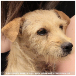 Roxie, Terrier Mix