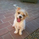 Madelyn, Parson Russell Terrier Mix