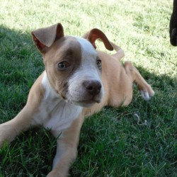 Dusty, Pit Bull Terrier Mix