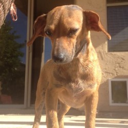 Gracie, Doxie/Chi Mix
