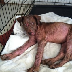 Julienne, Lab Mix