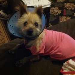 Shirley, Cairn Terrier Mix