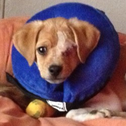Sparky, Beagle Mix Puppy