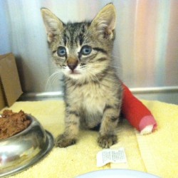 Summer, Black and Gray Tabby