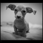 Tipper, Doxie/Chi Puppy
