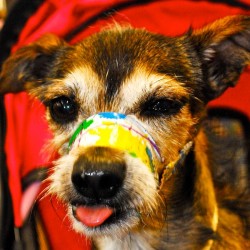 Winston, Terrier Mix