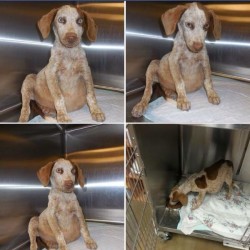 Spencer at the shelter