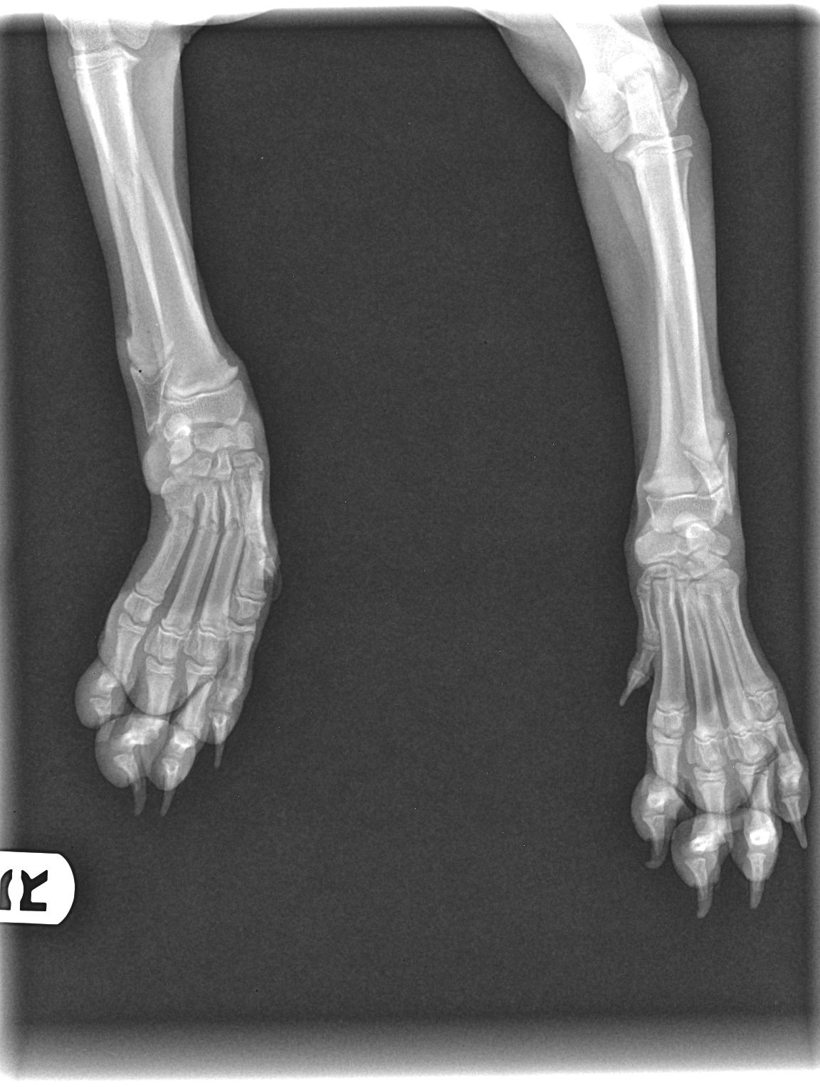 xray of broken leg M.A.I.N. Medical Animals In Need, Dog Rescue in