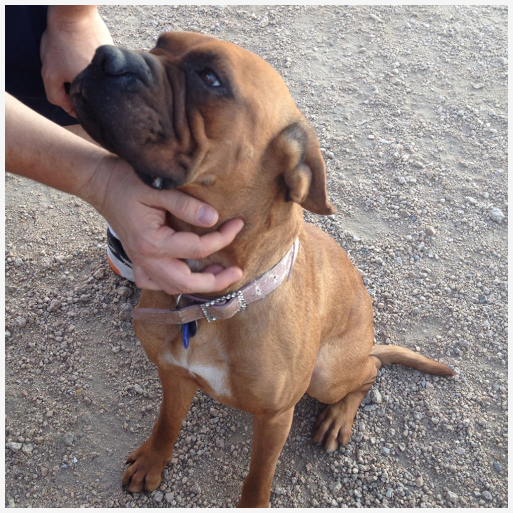 Lacey Shar Pei Boxer Mix M A I N Medical Animals In Need