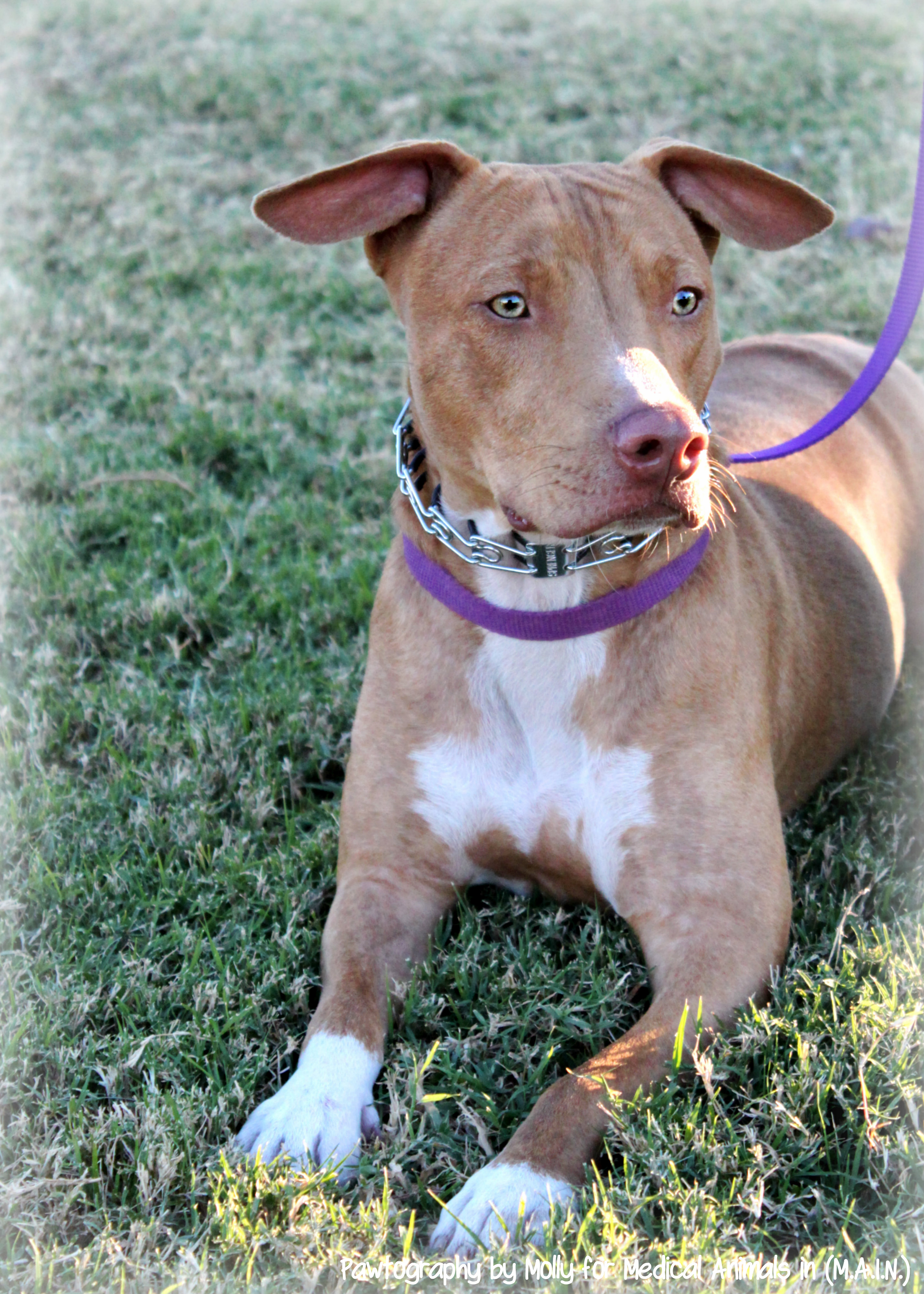 Duggy, Pharaoh Hound Mix | M.A.I.N. - Medical Animals In Need, Dog ...