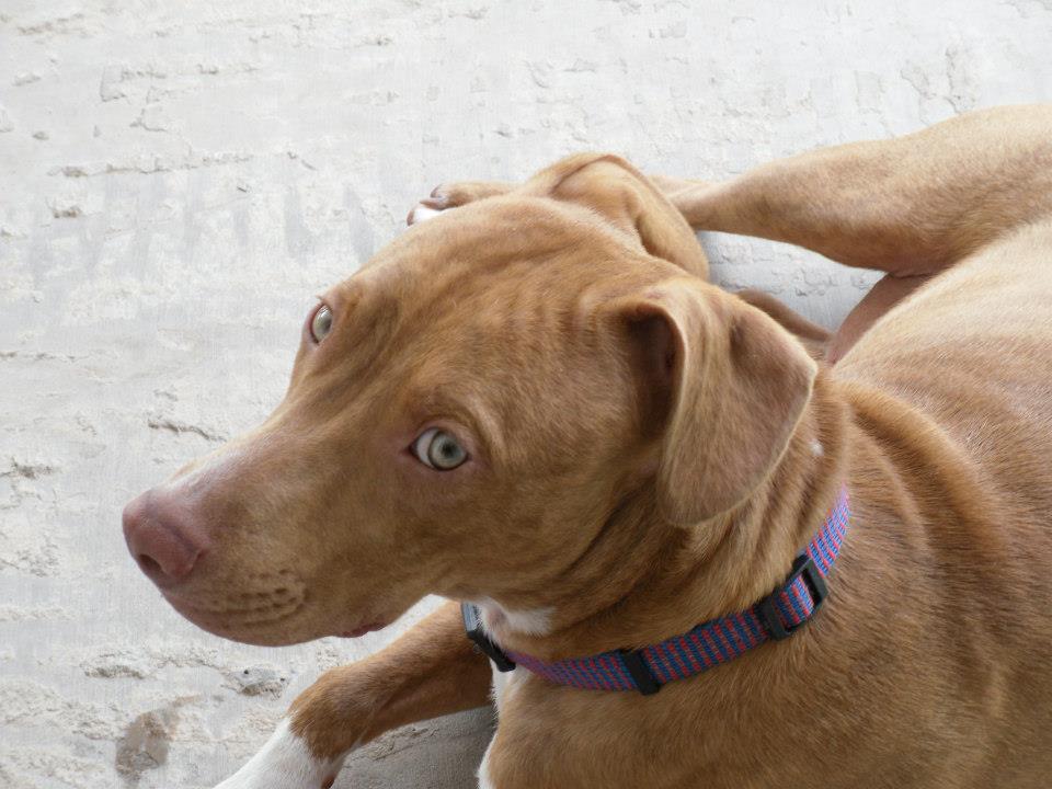 Duggy M A I N Medical Animals In Need Dog Rescue In Phoenix Arizona