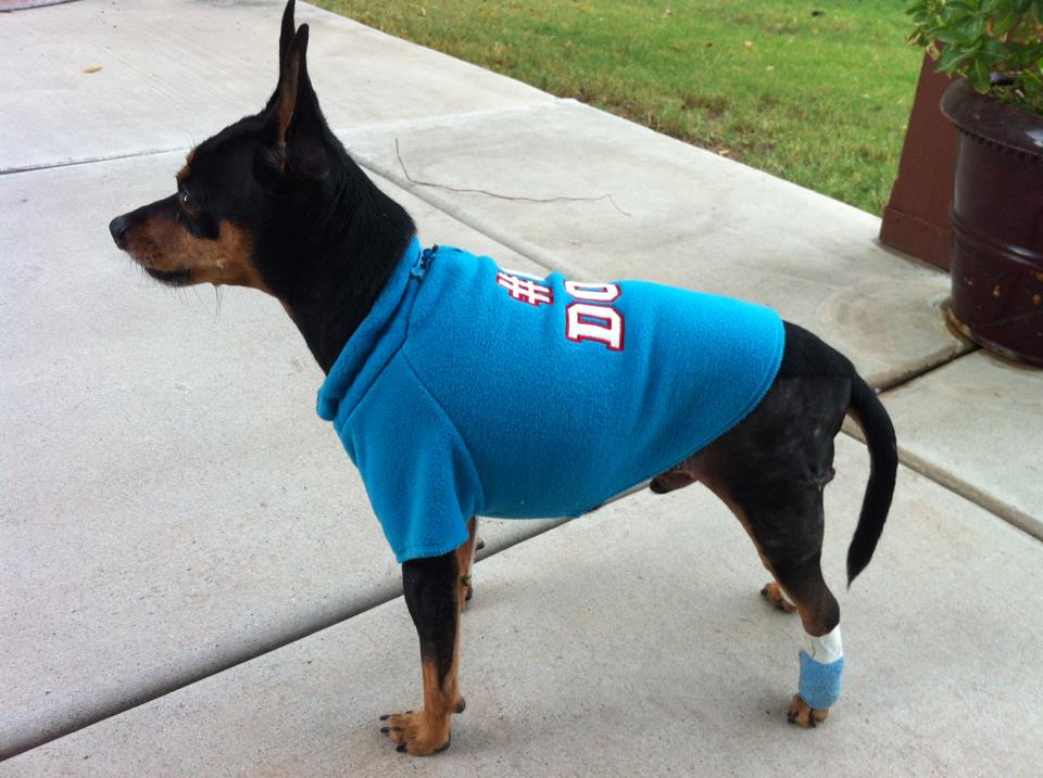 Chase Min Pin Mix Main Medical Animals In Need Dog Rescue