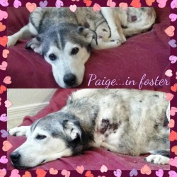 Paige, Husky Mix | | M.A.I.N. - Medical Animals In Need, Dog Rescue in
