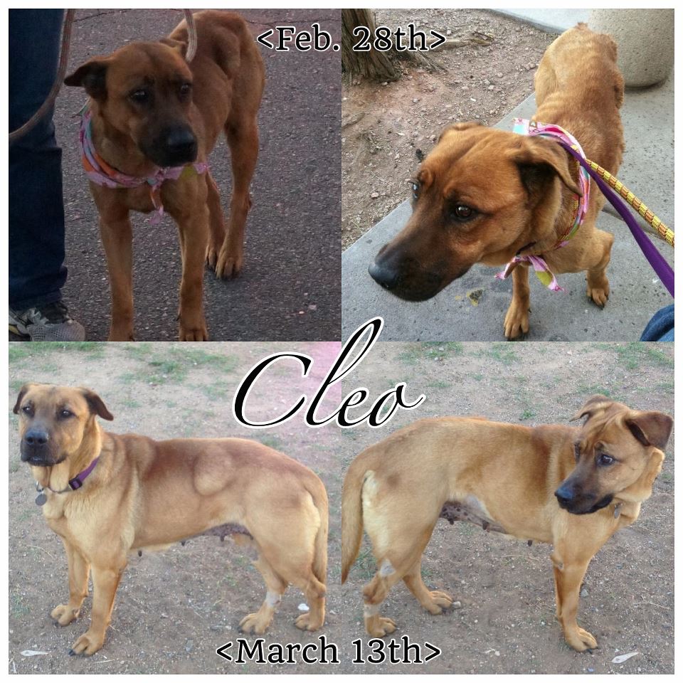 Cleo, Shepherd Mix M.A.I.N. Medical Animals In Need, Dog Rescue