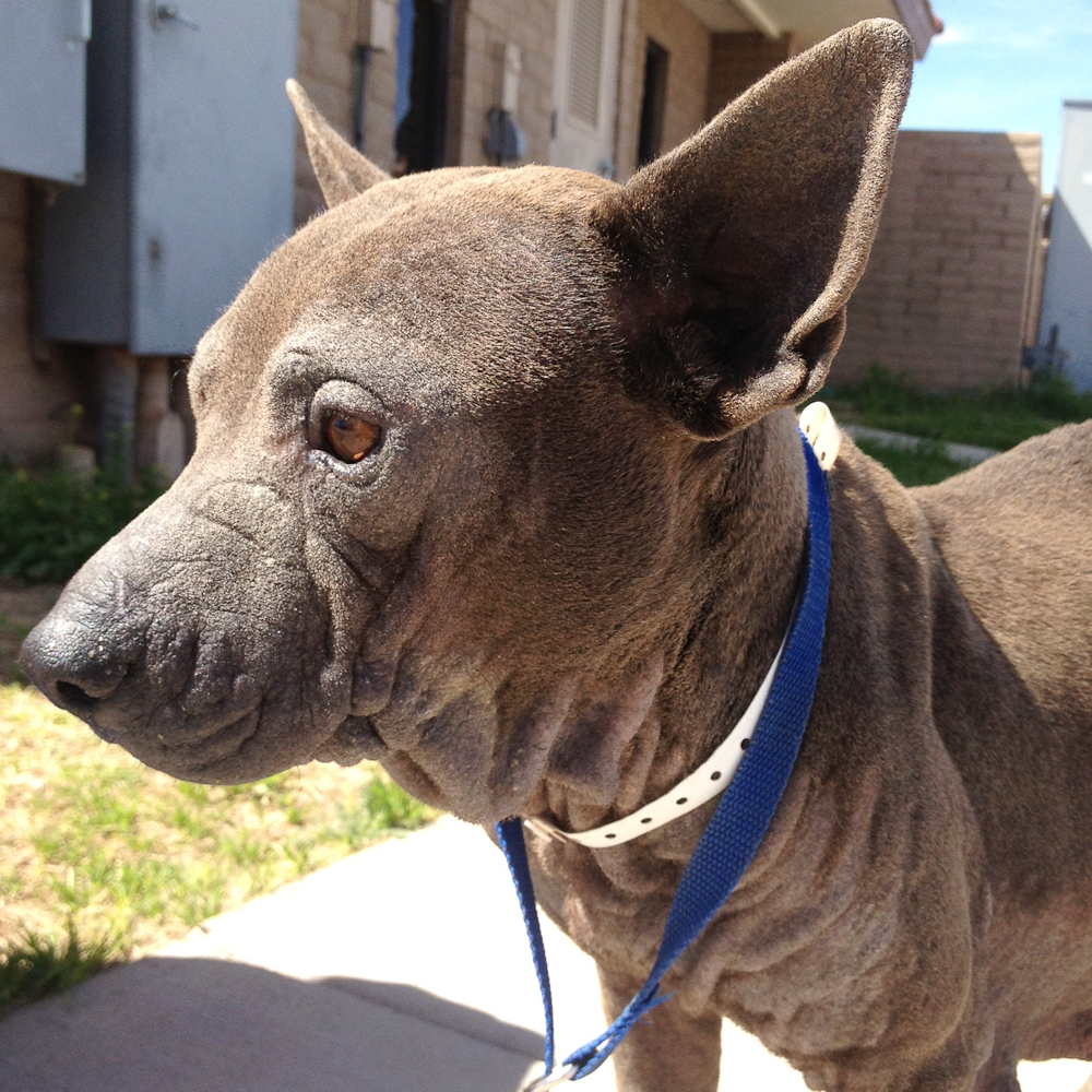 Sasha, Thai Ridgeback Mix | | M.A.I.N. - Medical Animals In Need, Dog ...