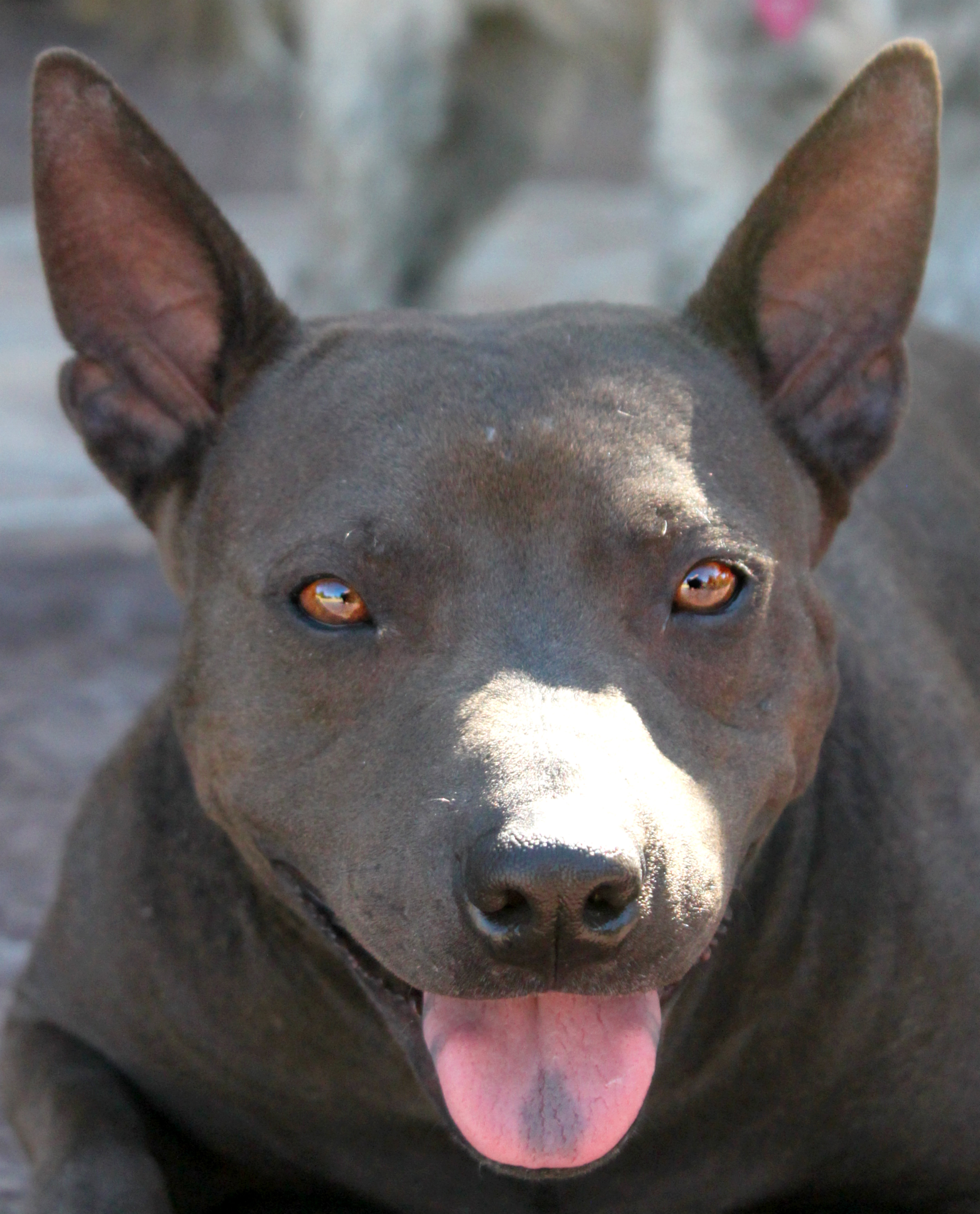 Sasha, Thai Ridgeback Mix | | M.A.I.N. - Medical Animals In Need, Dog ...