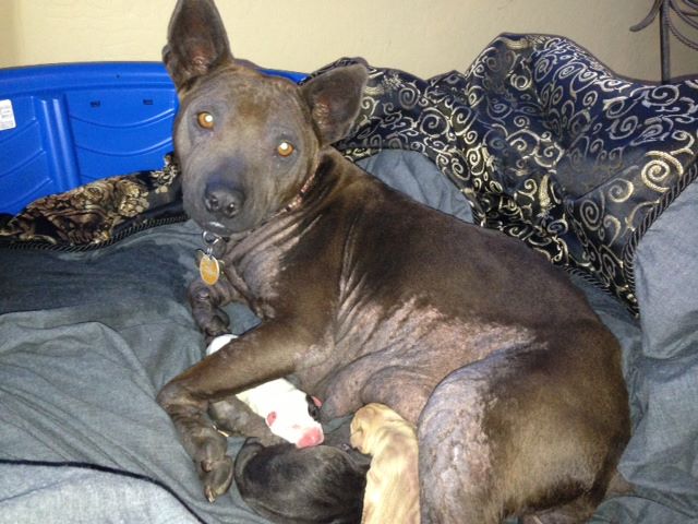 Sasha, Thai Ridgeback Mix | | M.A.I.N. - Medical Animals In Need, Dog ...