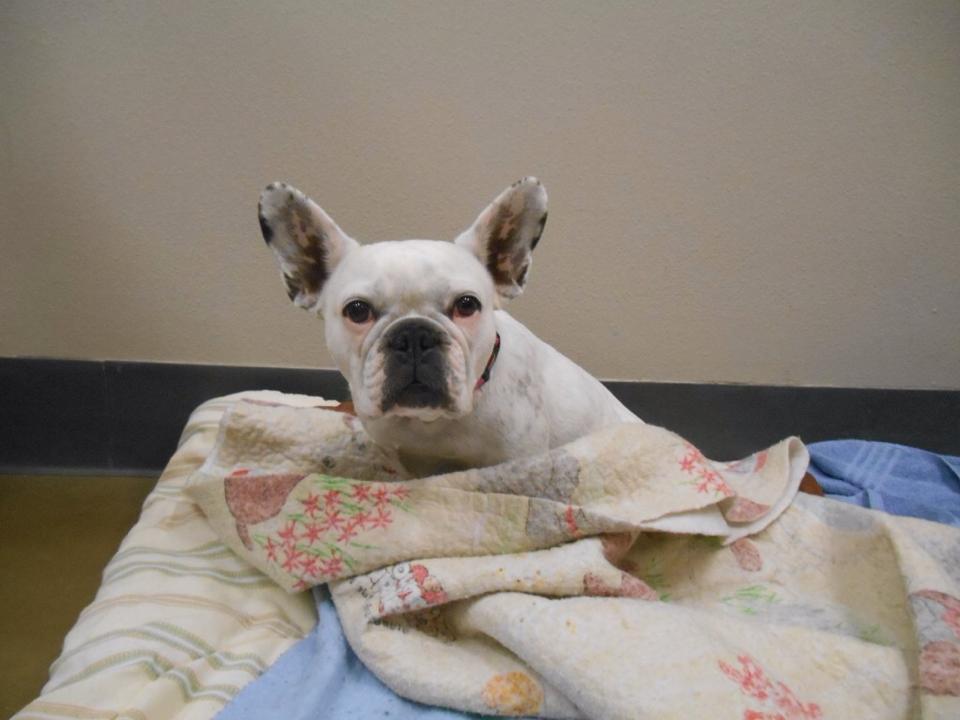 Penelope, French Bulldog M.A.I.N. Medical Animals In