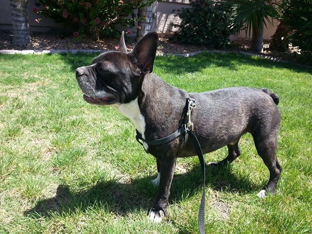 Archer, French Bulldog Mix | | M.A.I.N. - Medical Animals In Need, Dog Rescue in Phoenix Arizona