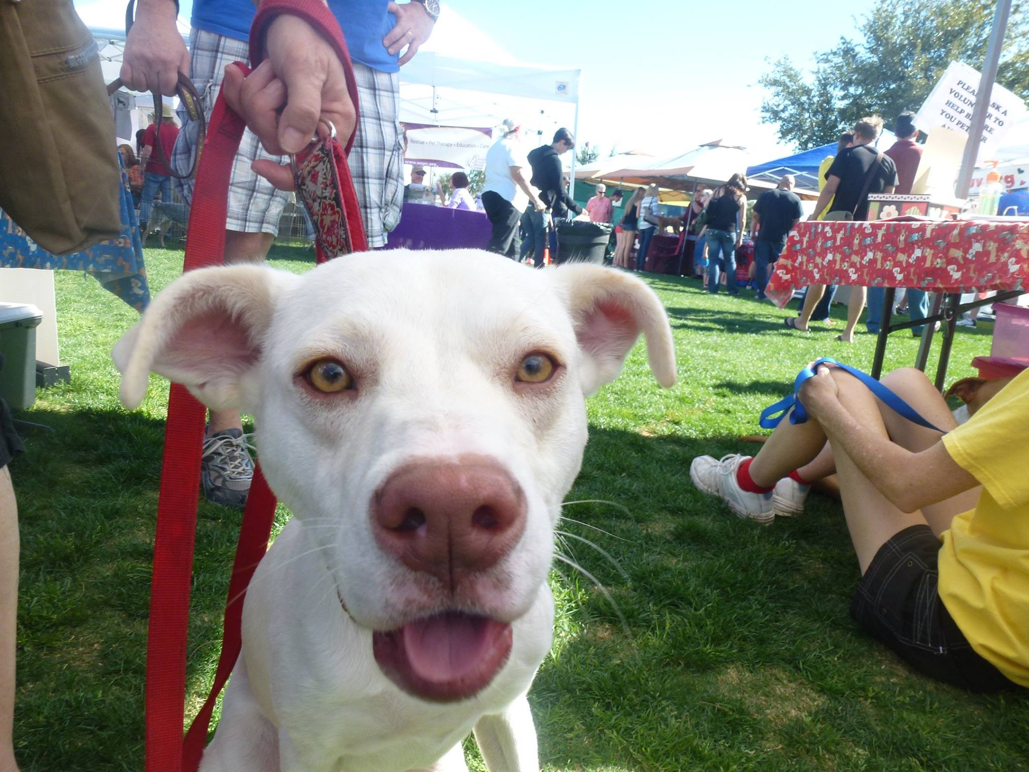 Ivy, Lab mix M.A.I.N. Medical Animals In Need, Dog Rescue in