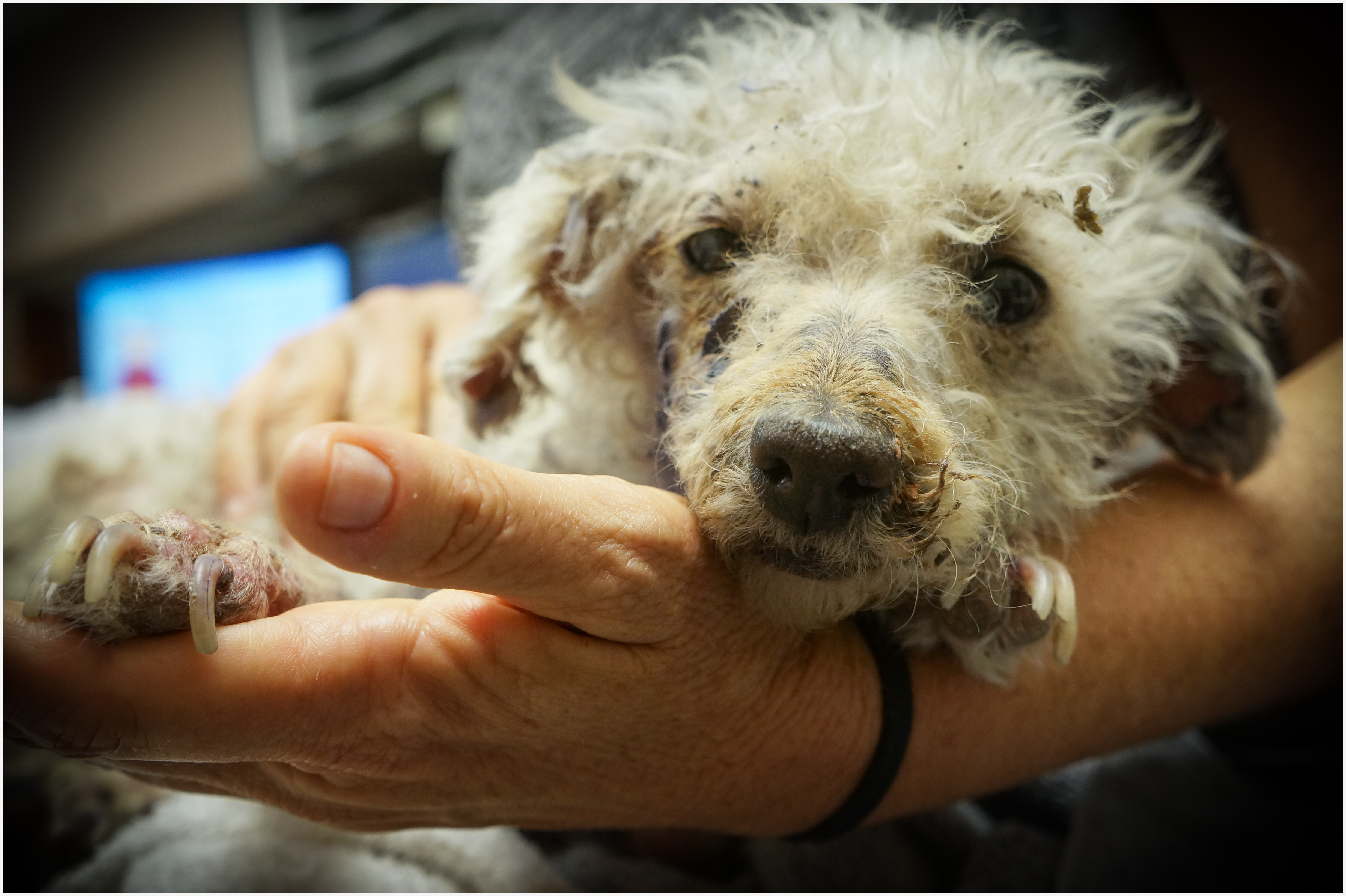 Poppy, Poodle | | M.A.I.N. - Medical Animals In Need, Dog Rescue in ...