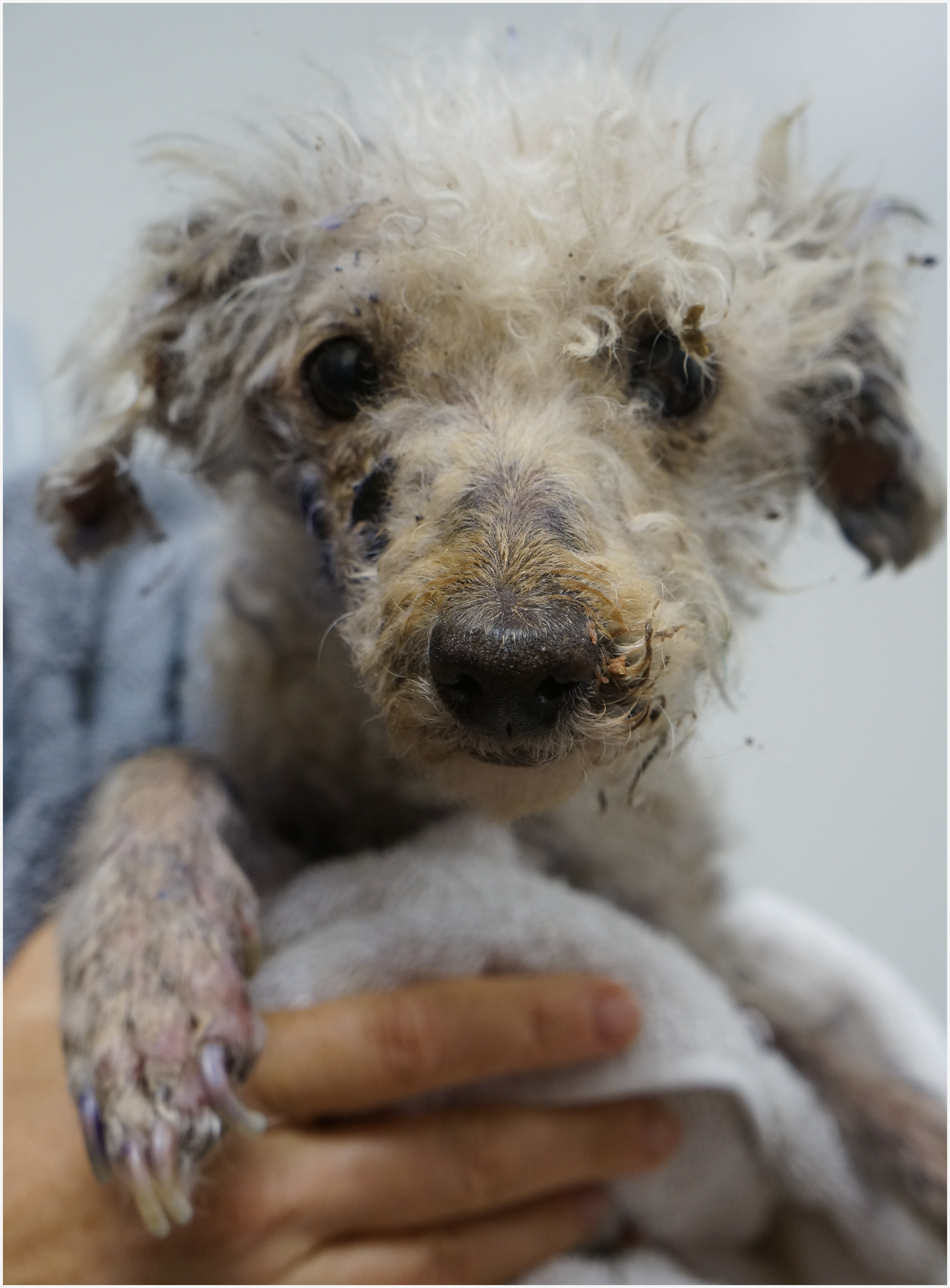 Poppy, Poodle | | M.A.I.N. - Medical Animals In Need, Dog Rescue in ...