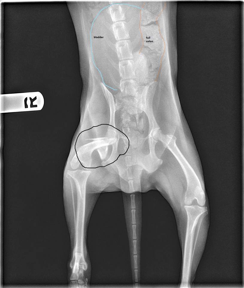 Cotton Xray 2 M.A.I.N. Medical Animals In Need, Dog Rescue in