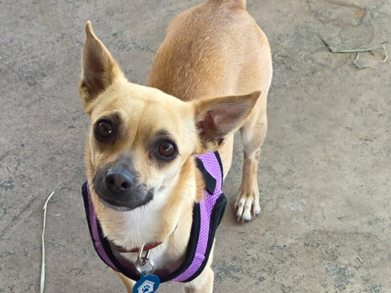 Penny